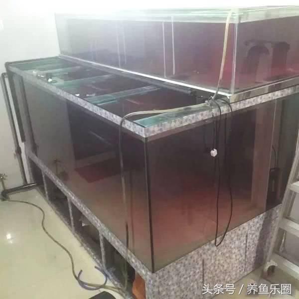 龍魚做手術的箱子要消毒嗎視頻教程：龍魚手術箱消毒的重要性