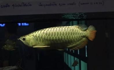 龍魚多少溫度長的最快（成年龍魚水溫驟變應對措施龍魚水溫驟變應對措施）
