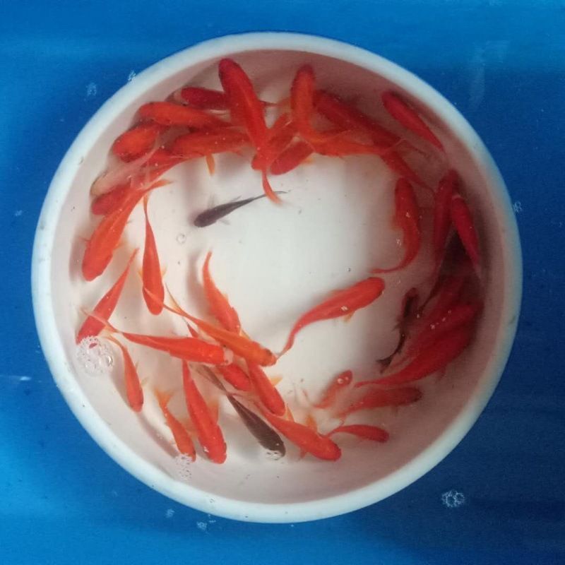 龍魚喂活魚