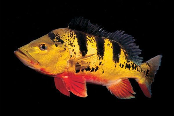 金老虎魚能長多大