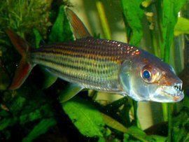 金老虎魚能長多大