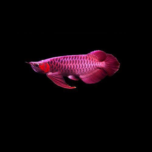 印尼紅辣椒龍魚圖片大全高清