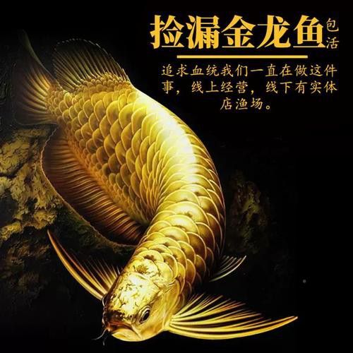 印尼紅辣椒龍魚圖片大全高清