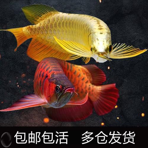 印尼紅辣椒龍魚圖片大全高清
