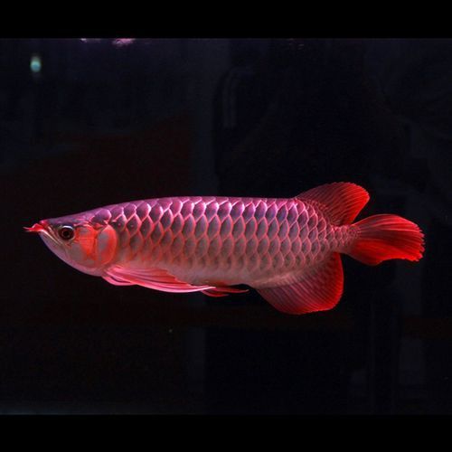 印尼紅辣椒龍魚圖片大全高清