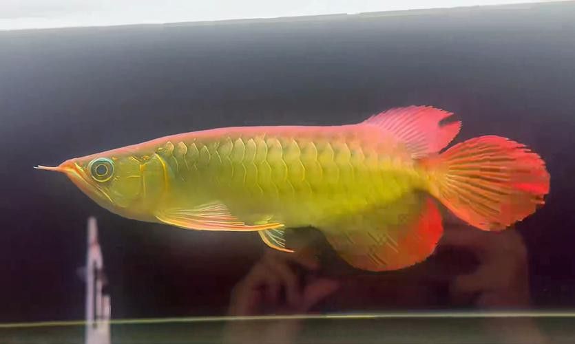 印尼紅辣椒龍魚圖片大全高清