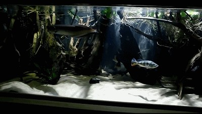 龍魚和龜一起養(yǎng)的可行性分析（龍魚和龜可以一起養(yǎng)嗎？）