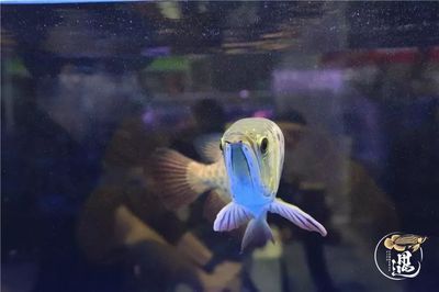 龍魚燈光擺放位置示意圖，龍魚燈光擺放位置示意圖是一份詳細的指導文檔旨在幫助飼養者正確地布置