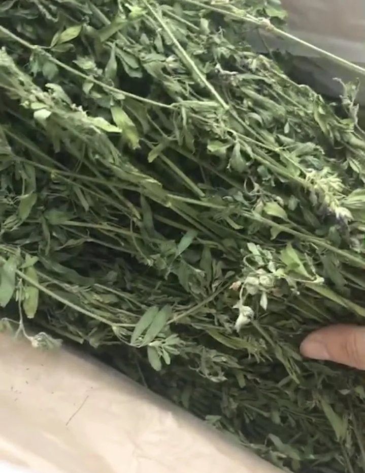 如何預(yù)防龍貓的寄生蟲感染？