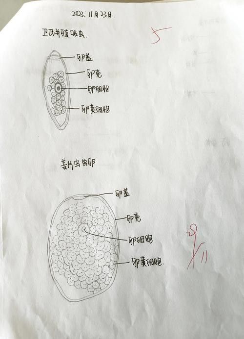 如何預(yù)防龍貓的寄生蟲感染？