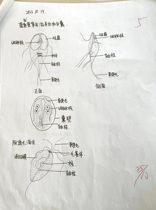 如何預(yù)防龍貓的寄生蟲感染？