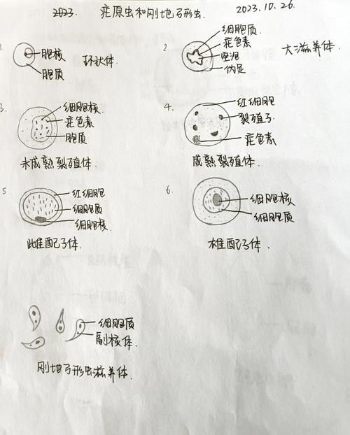 如何預(yù)防龍貓的寄生蟲感染？