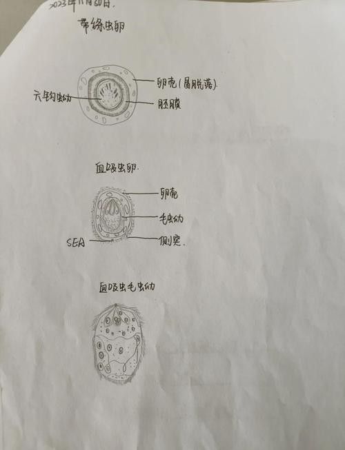 如何預(yù)防龍貓的寄生蟲感染？