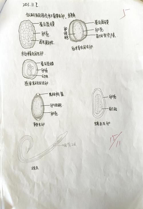 如何預(yù)防龍貓的寄生蟲感染？