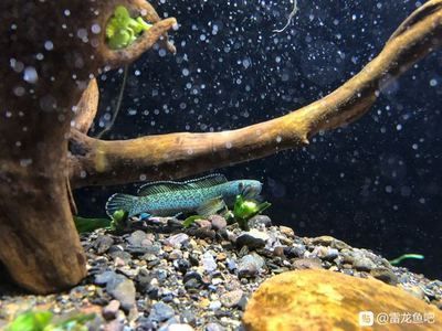 雷龍魚的顏色有哪些:雷龍魚的色彩變化的科學原理 龍魚百科 第1張 雷龍魚的顏色有哪些:雷龍魚的色彩變化的科學原理 雷龍魚的顏色有哪些:雷龍魚的色彩變化的科學原理 龍魚百科 第1張