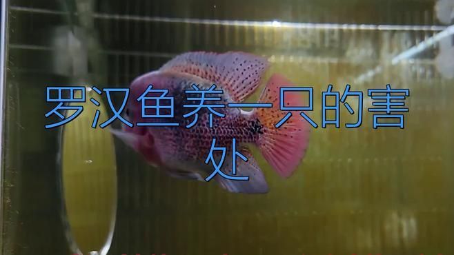 羅漢魚養一只的害處