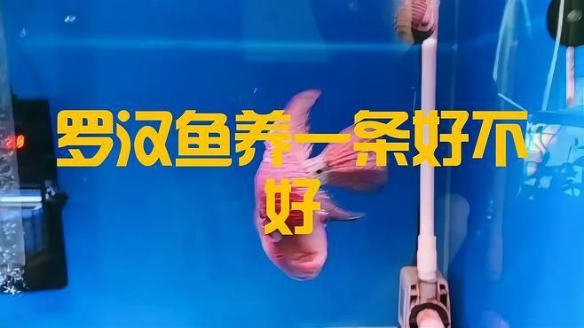 羅漢魚養(yǎng)一只的害處