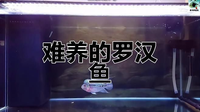羅漢魚養(yǎng)一只的害處