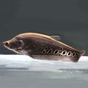 魔鬼刀魚 龍魚能混養嗎（關于魔鬼刀魚和龍魚是否能混養的問題并沒有直接的答案）