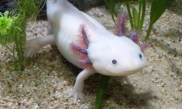 龍魚可以群養嗎有毒嗎