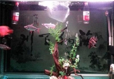 龍魚(yú)感染細(xì)菌怎么辦？：(混養(yǎng)龍魚(yú)打架怎么辦)-龍魚(yú)打架怎么辦