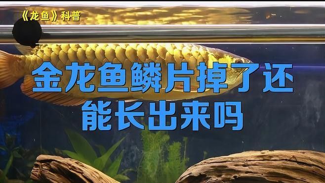 龍魚掉鱗潰爛怎么辦