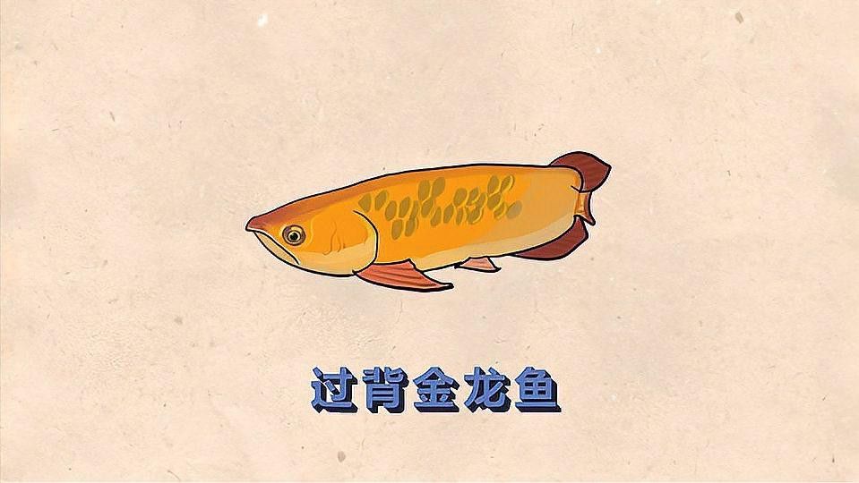 過背金龍魚不同年齡階段的特點