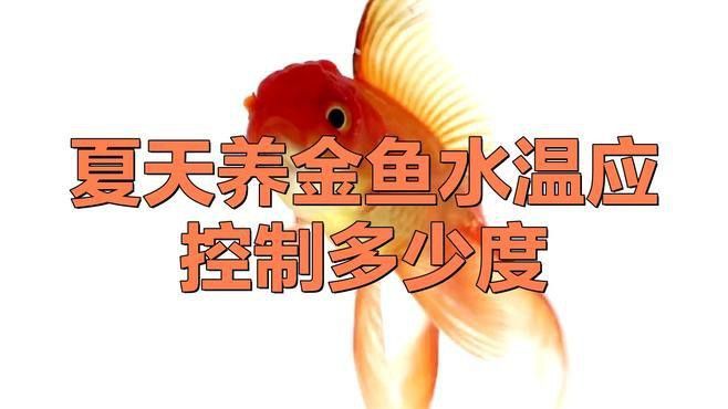 如何判斷龍睛金魚是否健康？