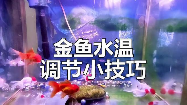 如何判斷龍睛金魚是否健康？