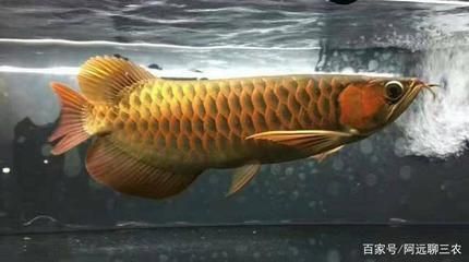 龍魚的價格有多少：紅龍魚價格因品種、大小、色澤和血統等因素而異