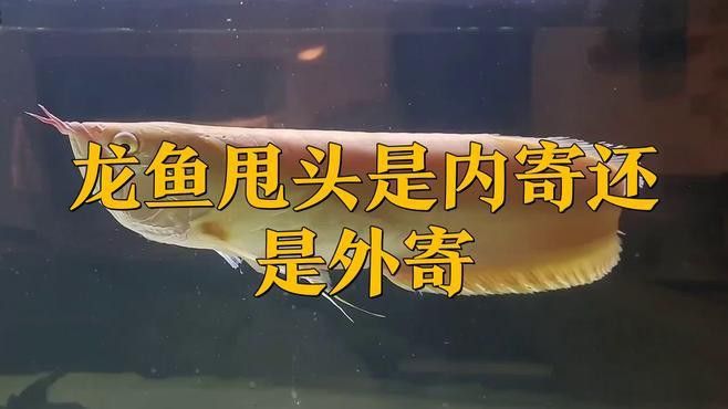 恐龍魚在缸里不停的游動怎么辦呢