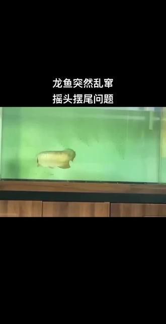 恐龍魚在缸里不停的游動怎么辦呢