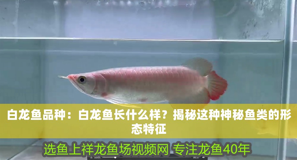 白龍魚品種：白龍魚長什么樣？揭秘這種神秘魚類的形態特征