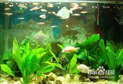 白龍魚品種：白龍魚長什么樣？揭秘這種神秘魚類的形態特征