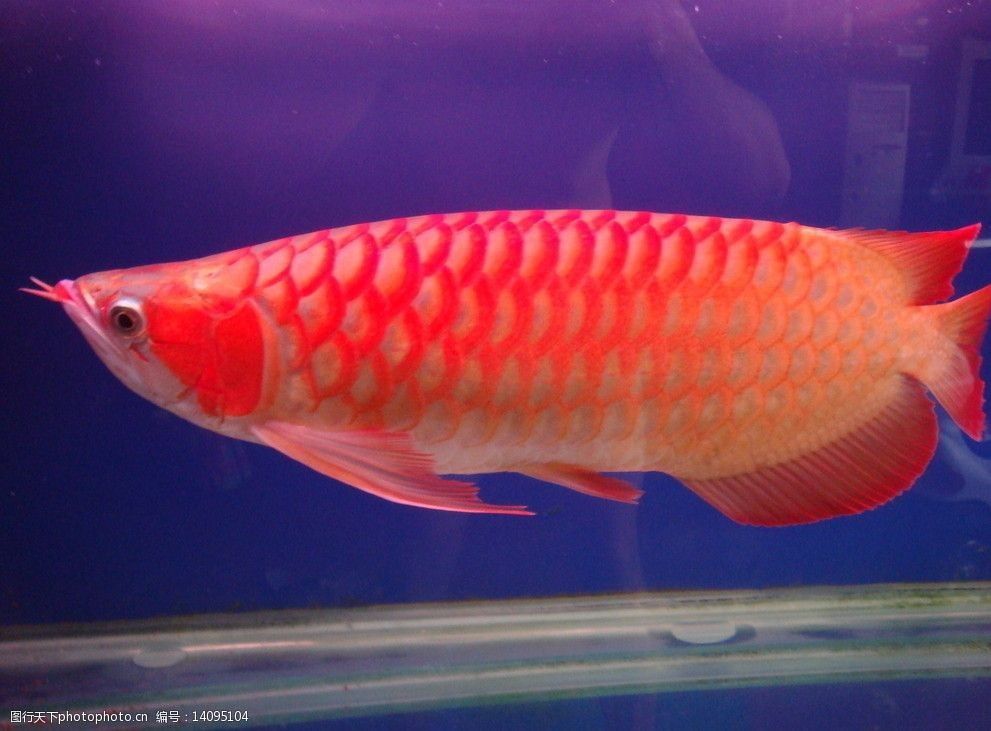金龍魚圖像（金龍魚市場價格趨勢）