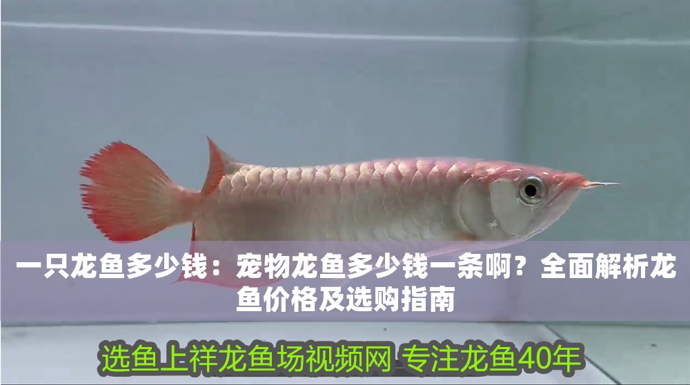 一只龍魚多少錢：寵物龍魚多少錢一條啊？全面解析龍魚價格及選購指南