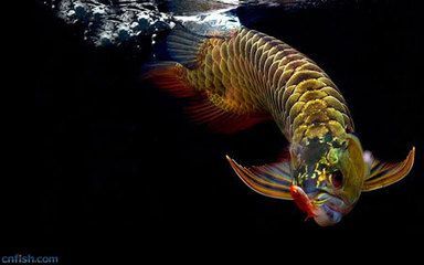 金龍魚文章：金龍魚發展歷程、業務領域以及近年來的一些重要事件