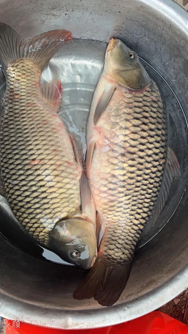鯉魚的圖片