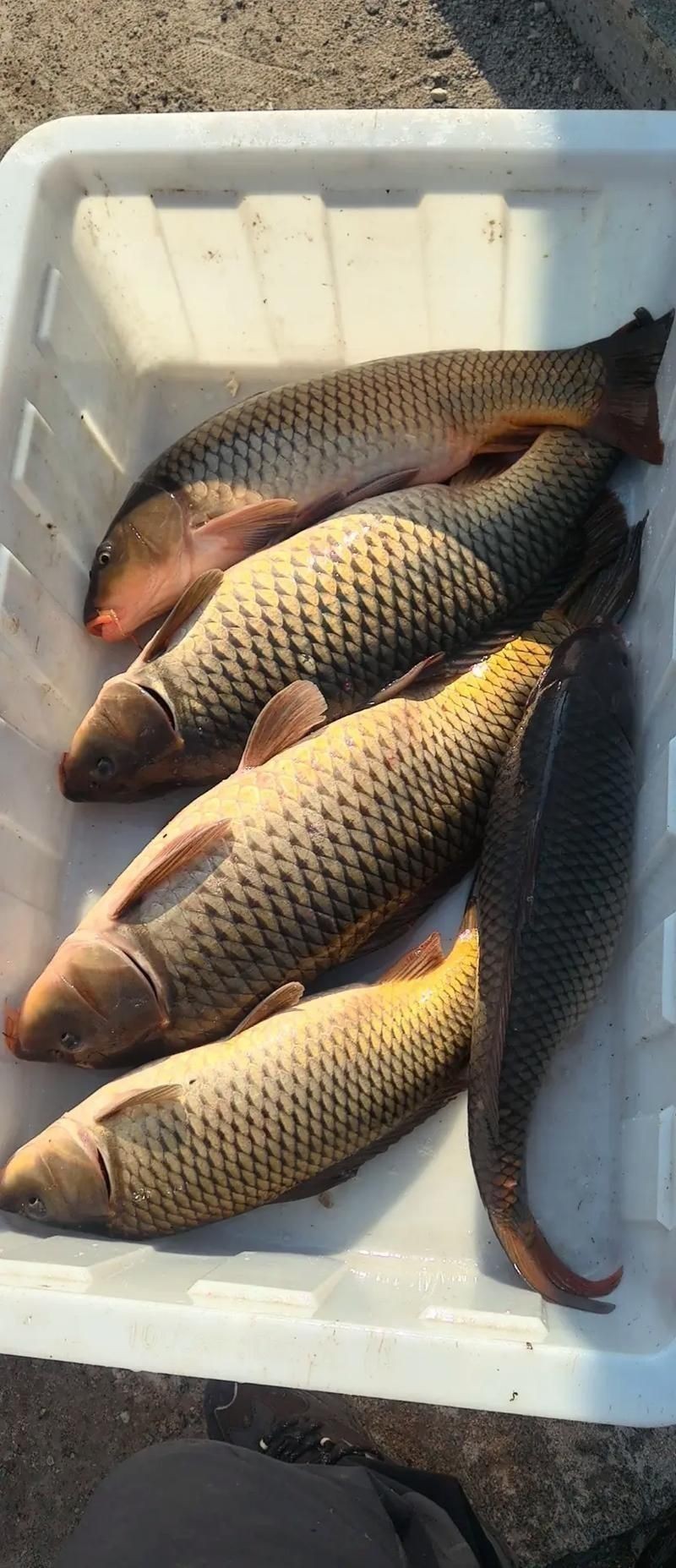 鯉魚的圖片