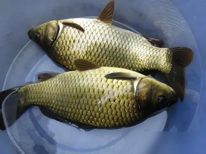 鯉魚的圖片