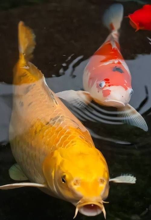 鯉魚的圖片