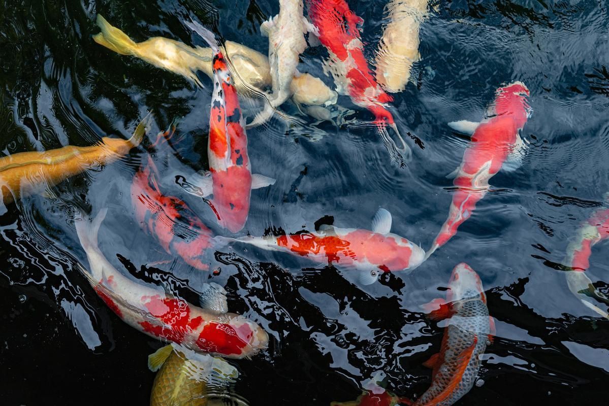 鯉魚的圖片