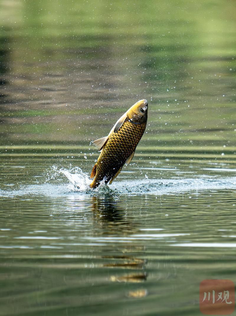 鯉魚的圖片