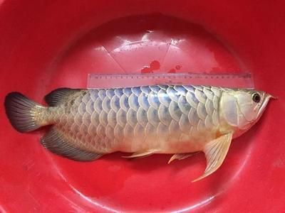 龍魚要死了：龍魚死亡前可能出現(xiàn)的征兆