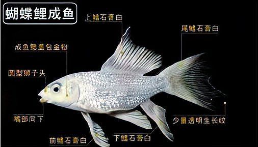 龍鳳鯉比蝴蝶鯉貴的原因