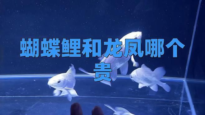 龍鳳鯉比蝴蝶鯉貴的原因