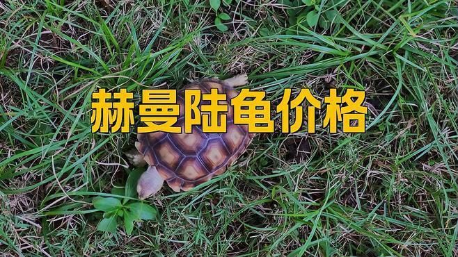陸龜多少元一只