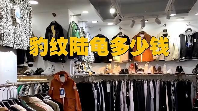 陸龜多少元一只