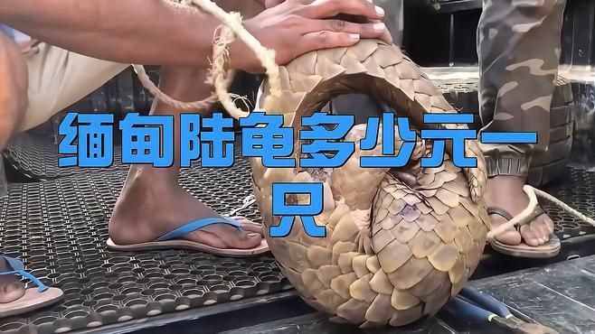 陸龜多少元一只