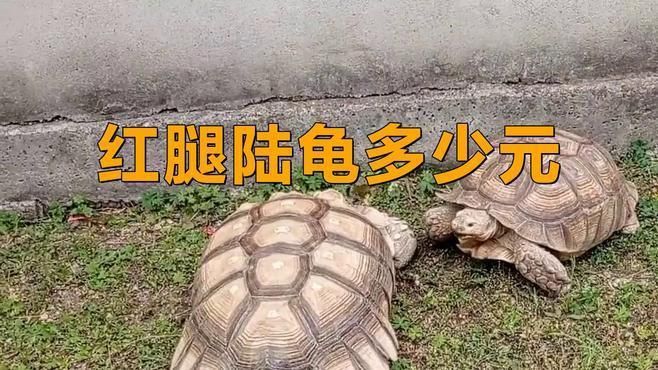 陸龜多少元一只